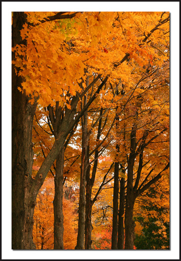 Autumn Profile