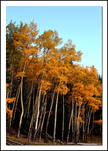 Roadside Aspen