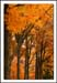 Autumn Profile