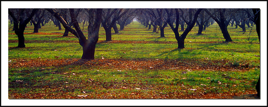 Fruit Trees