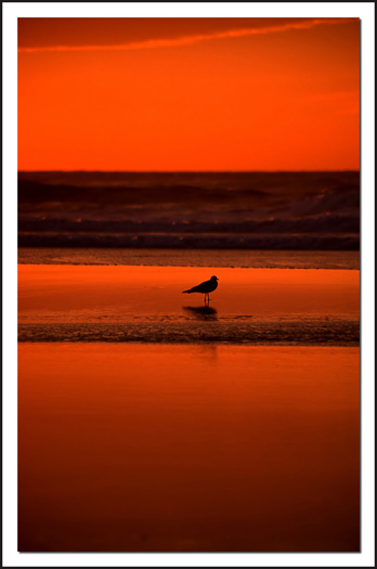 Sunset Bird