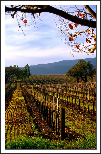 Wine Country