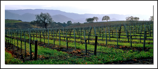Wine Country II