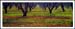 Fruit Trees