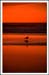 Sunset Bird Photo