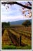 Wine Country