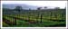 Wine Country II