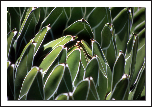 Cactus Closeup