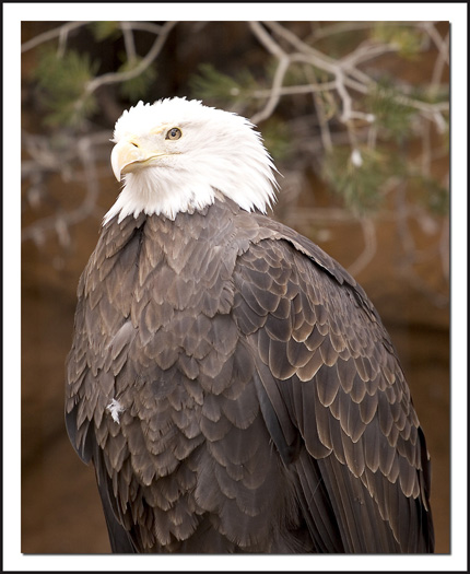 Eagle Eye