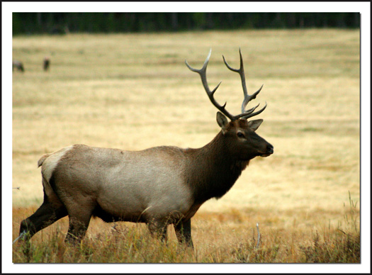 Elk I