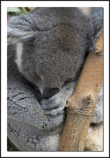 Koala Snuggle