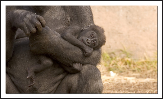 Mother's Arms