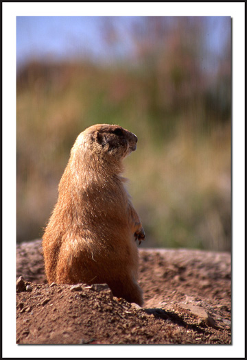 Prairie Dog