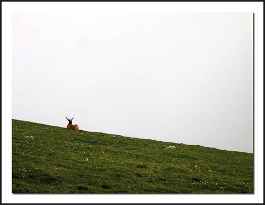 RMNP Elk and Clouds