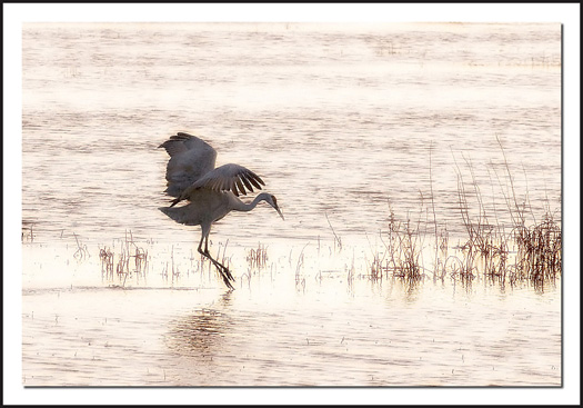 Sand Hill Crane Landing