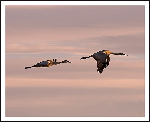 Sand Hill Cranes in Flight