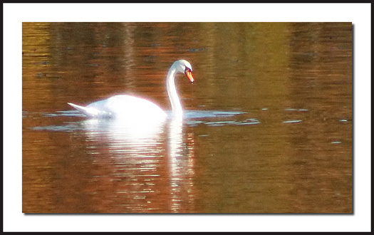 Swan in Pond