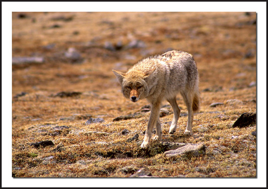 Trail Ridge Road - Coyote 1