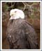 Eagle Eye