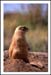 Prairie Dog