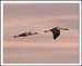 Sand Hill Cranes in Flight