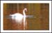 Swan in Pond
