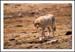 Trail Ridge Road - Coyote 1